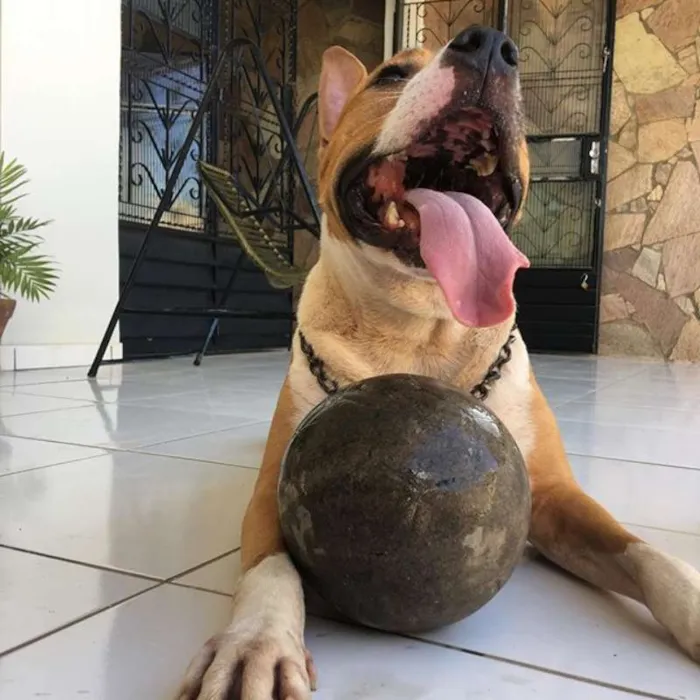 Cachorro ra a Pit-Bull idade 3 anos nome Zeus