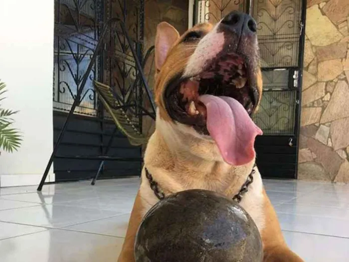 Cachorro ra a Pit-Bull idade 3 anos nome Zeus