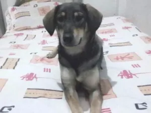 Cachorro raça Desconhecida idade 1 ano nome Kiara