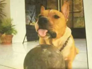 Cachorro raça Pit-Bull idade 3 anos nome Zeus