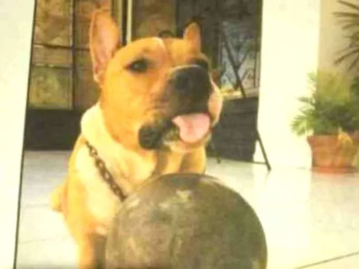 Cachorro ra a Pit-Bull idade 3 anos nome Zeus