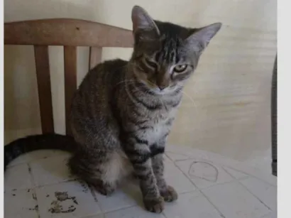 Gato raça  idade 7 a 11 meses nome Não possui um nome