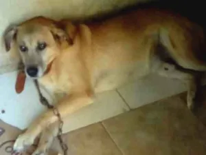 Cachorro raça  idade 6 ou mais anos nome Pepi