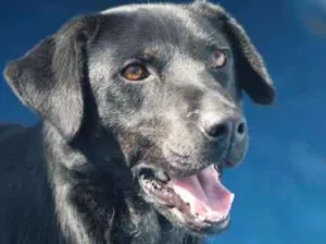 Cachorro raça  idade 2 anos nome Binho