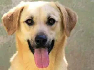 Cachorro raça  idade 2 anos nome BOB