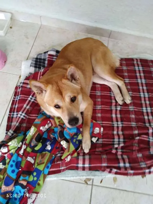 Cachorro ra a Akita mix idade 3 anos nome Fox