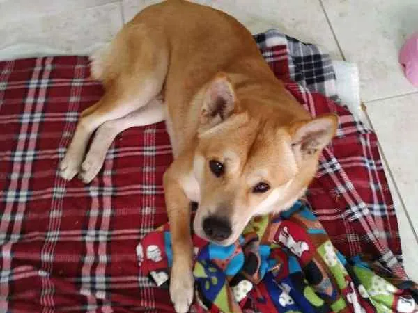 Cachorro ra a Akita mix idade 3 anos nome Fox