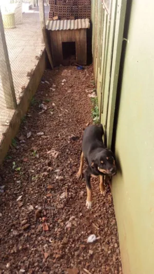 Cachorro raça Tem uma mistura com labrador idade 7 a 11 meses nome N tem