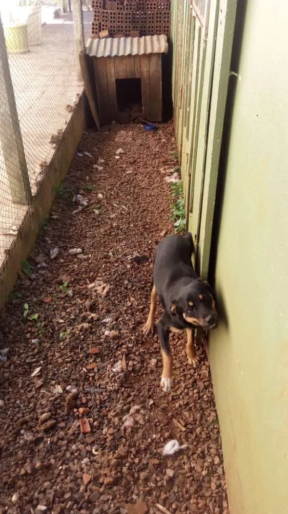 Cachorro ra a Tem uma mistura com labrador idade 7 a 11 meses nome N tem