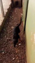 Laika