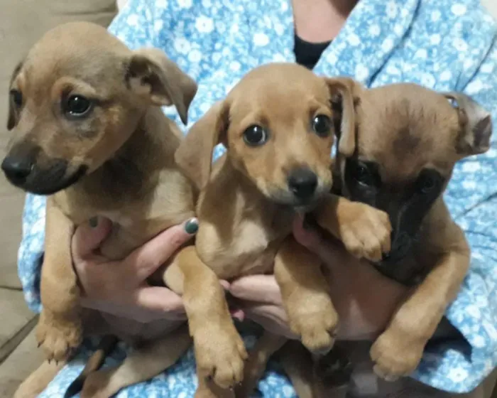 Cachorro ra a Vira lata idade 2 a 6 meses nome Ainda não dei nome 