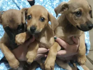 Cachorro raça Vira lata idade 2 a 6 meses nome Ainda não dei nome 