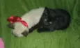 Dom e mila