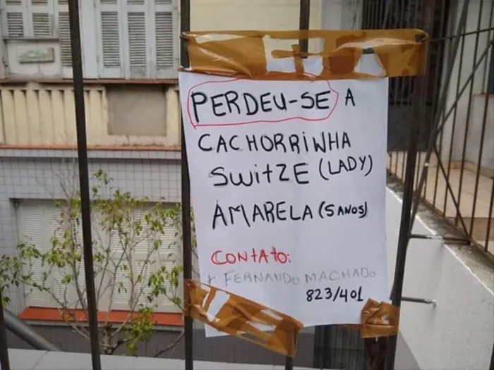 Cachorro ra a Shitszu caramelo idade 5 anos nome LADY