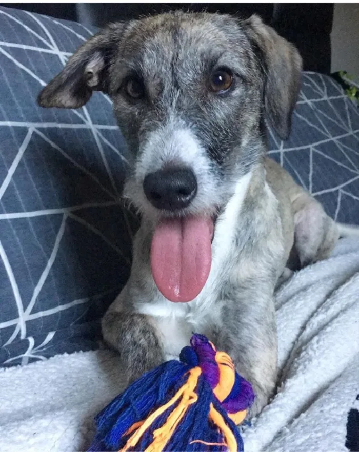 Cachorro ra a SRD idade 1 ano nome Thor