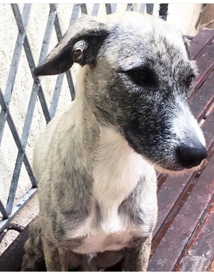 Cachorro ra a SRD idade 1 ano nome Thor