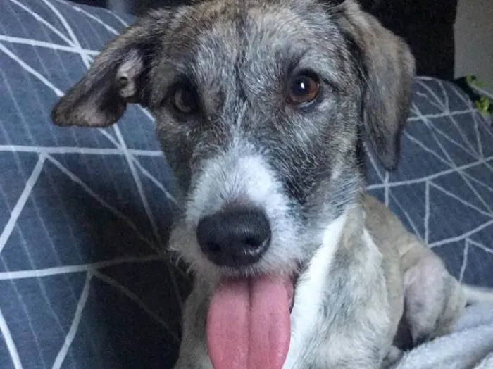 Cachorro ra a SRD idade 1 ano nome Thor