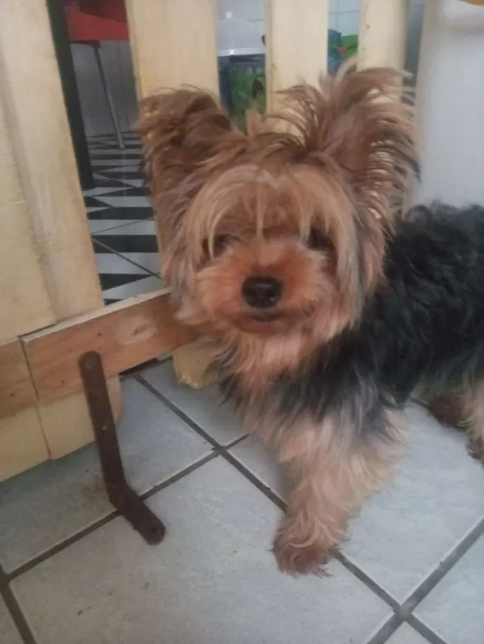 Cachorro ra a Yorkshire idade 3 anos nome Ashira