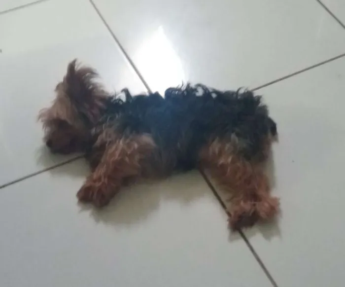 Cachorro ra a Yorkshire idade 3 anos nome Ashira