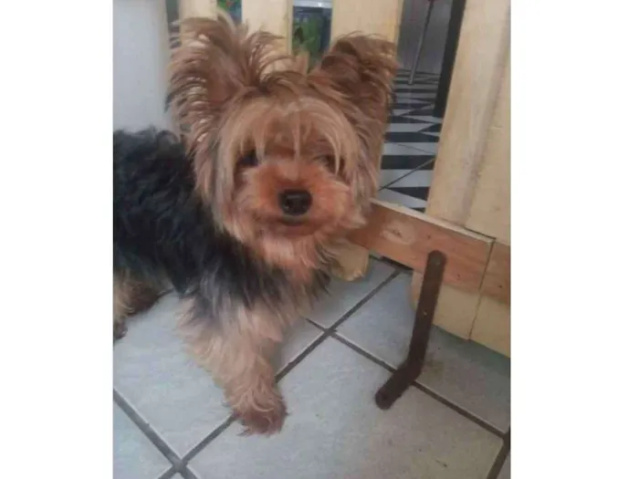 Cachorro ra a Yorkshire idade 3 anos nome Ashira
