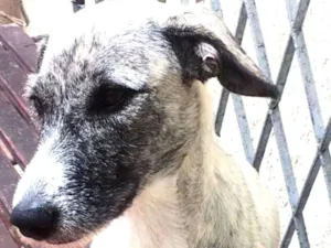 Cachorro raça SRD idade 1 ano nome Thor