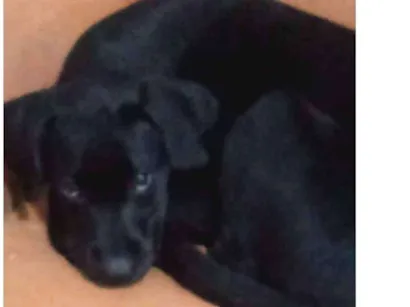 Cachorro raça Labradora idade 2 a 6 meses nome Nina