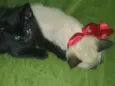Dom e mila