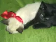 Dom e mila