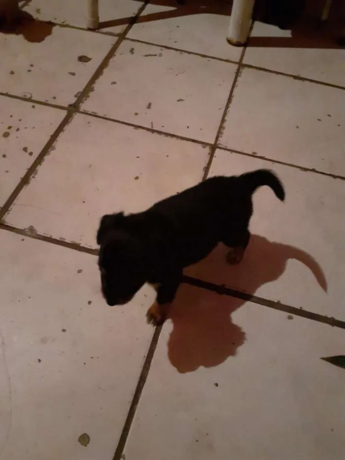 Cachorro ra a Puldo mestiço  idade Abaixo de 2 meses nome Sem nome 