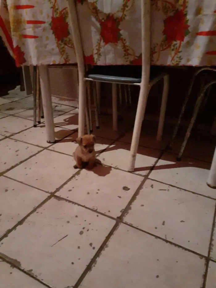Cachorro ra a Puldo mestiço  idade Abaixo de 2 meses nome Sem nome 