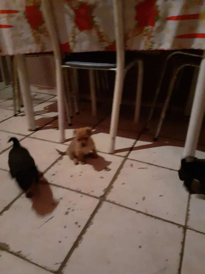 Cachorro ra a Puldo mestiço  idade Abaixo de 2 meses nome Sem nome 