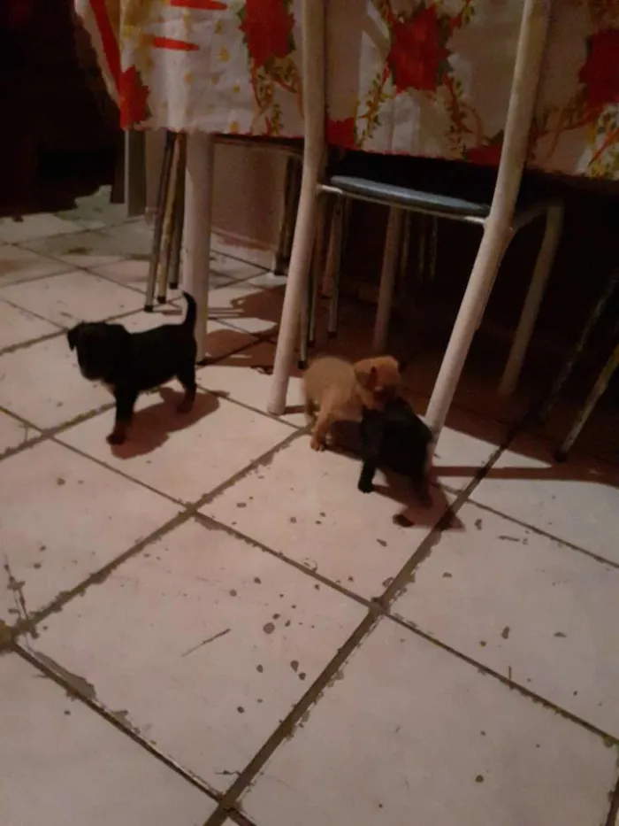 Cachorro ra a Puldo mestiço  idade Abaixo de 2 meses nome Sem nome 