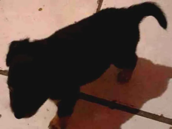 Cachorro ra a Puldo mestiço  idade Abaixo de 2 meses nome Sem nome 