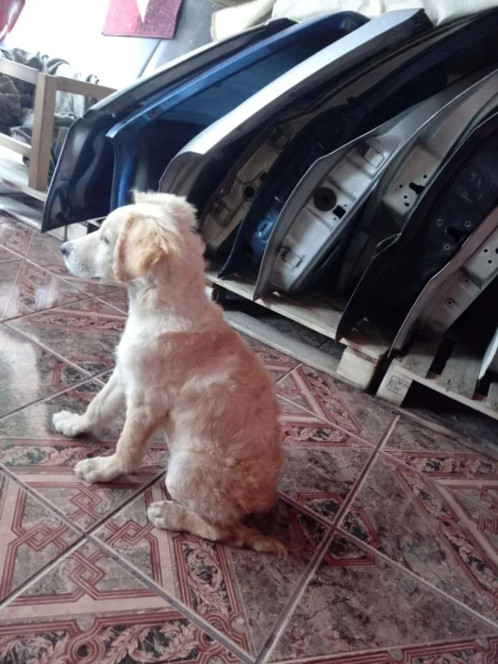 Cachorro ra a Vira lata idade 7 a 11 meses nome Estopa