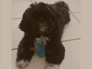 Cachorro raça Shitsu  idade 5 anos nome Jack