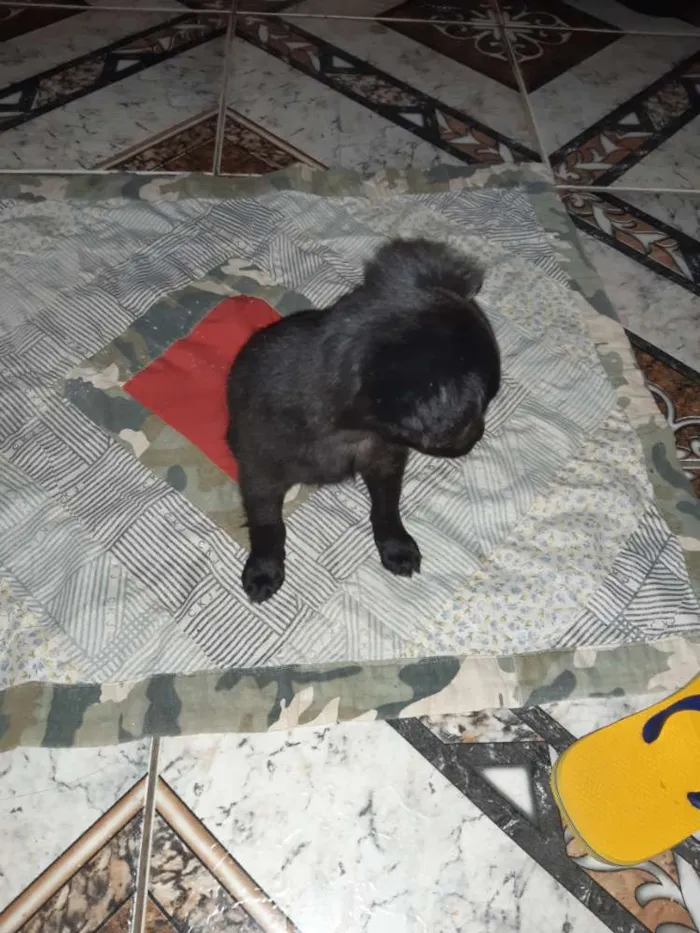 Cachorro ra a Pinscher com vira lata idade 2 a 6 meses nome Lilica