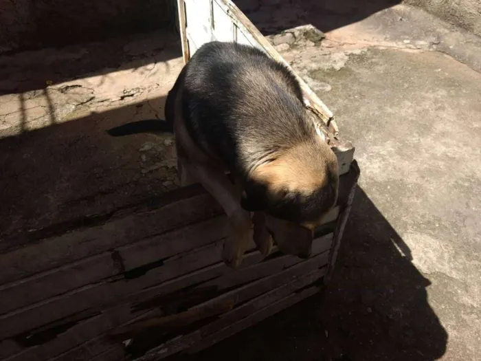 Cachorro ra a Não sei identificar idade 6 ou mais anos nome Scheik 