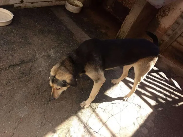 Cachorro ra a Não sei identificar idade 6 ou mais anos nome Scheik 