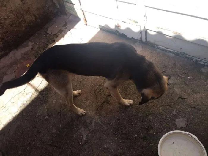 Cachorro ra a Não sei identificar idade 6 ou mais anos nome Scheik 