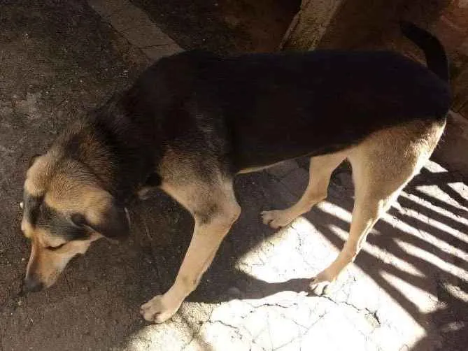 Cachorro ra a Não sei identificar idade 6 ou mais anos nome Scheik 