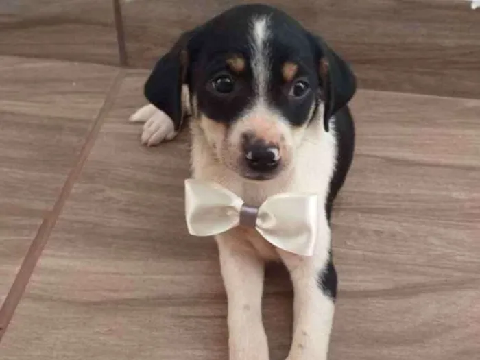 Cachorro ra a Vira-lata  idade Abaixo de 2 meses nome Branco 