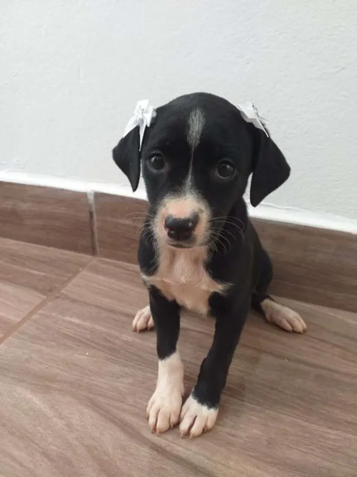 Cachorro ra a Vira-lata  idade Abaixo de 2 meses nome Sol