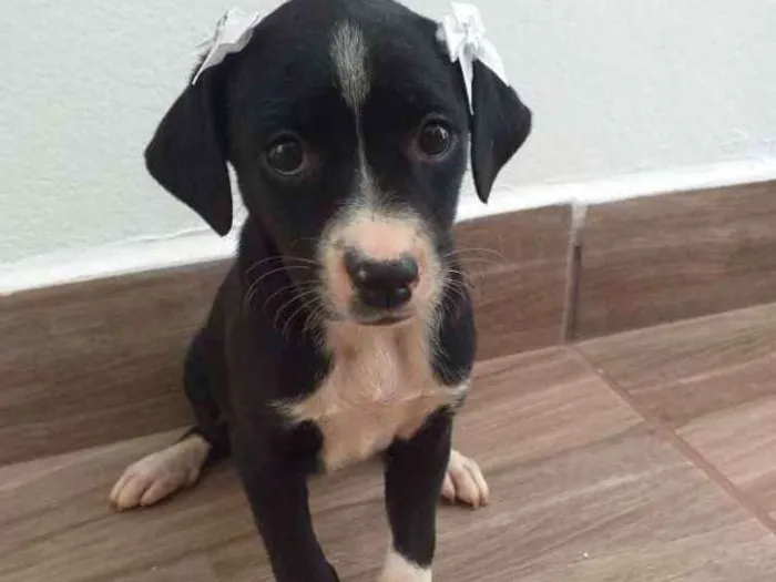 Cachorro ra a Vira-lata  idade Abaixo de 2 meses nome Sol
