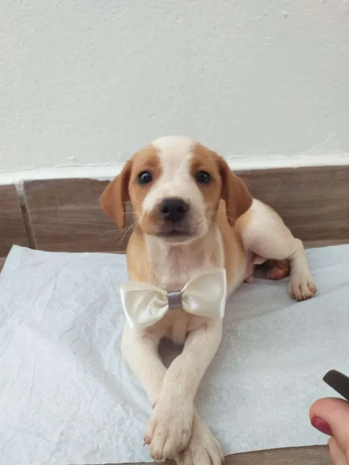 Cachorro ra a Vira-lata  idade Abaixo de 2 meses nome Thor 