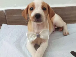 Cachorro raça Vira-lata  idade Abaixo de 2 meses nome Thor 