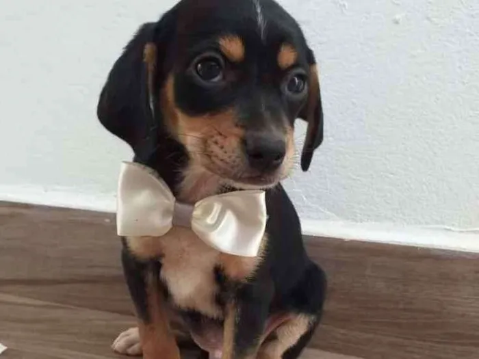Cachorro ra a Vira-lata  idade Abaixo de 2 meses nome Ralph