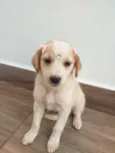Lady 