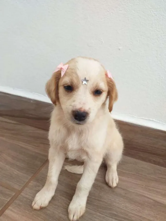 Cachorro ra a Vira-lata  idade Abaixo de 2 meses nome Lady 
