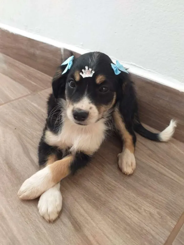Cachorro ra a Vira-lata  idade Abaixo de 2 meses nome Mel
