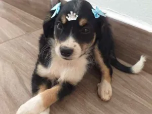Cachorro raça Vira-lata  idade Abaixo de 2 meses nome Mel